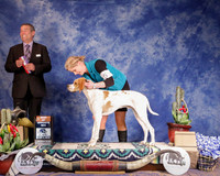 Pointers #7 Sat WD BOS  Parr Nancy Judge D Cline