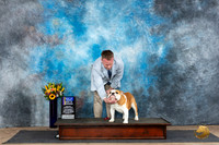 Bulldog #5 Sat BOWBOB Judge Judy Wade