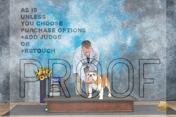 Bulldog #5 Sat BOWBOB Judge Judy Wade__JP_9713_Abilene_2024_HR3