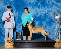 Malinois #14 Sun BOB NC Duke Michele Judge Dr Dale D Simmons