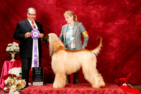 Afghan Hound Sat S1 BIMBS Lynda Hicks Judge John Booth