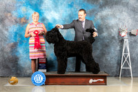 Black Russian Terrier #5 Sat G2 Judge Debra Thornton