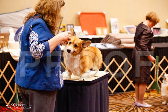 _JJ_9434-HstnCorgiFeb2015-HR3