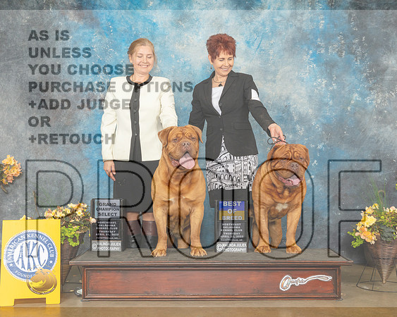 Dog de Bordeaux #22 SB #9 BOB Thur Judge John Wade-MMJ_8775-NWARK2022-HR3