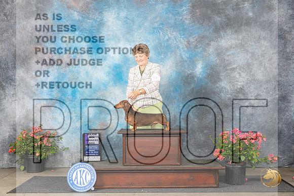 Dachshund Smooth #9 Fri WDM Judge Polly (Mrs Robert) D Smith__JP_3994_San Antonio_2024_HR3