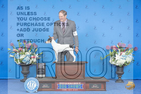 Rat Terrier #8 THUR BOB NC Judge Jamie Hubbard__JP_8448_Houston_2024_HR3