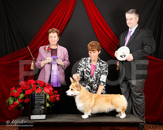 _ST_3406-2-HstnCorgiFeb2015-HR3