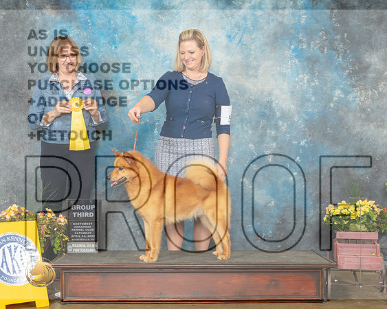 Finnish Spitz #5 Sat G3 Judge Grace Fritz-MMJ_0863-NWARK2022-HR3