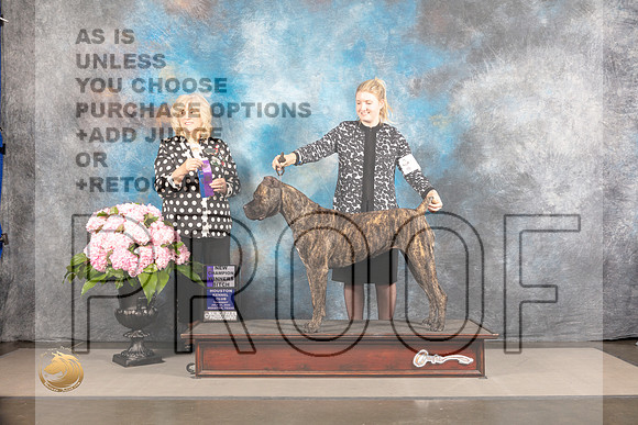 Cane Corso #10 Thur WB Judge Karen McFarlane_MJ_4638_Houston_2022_HR3
