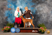 Vizsla #17 Sun OHG3 Judge Jan Paulk