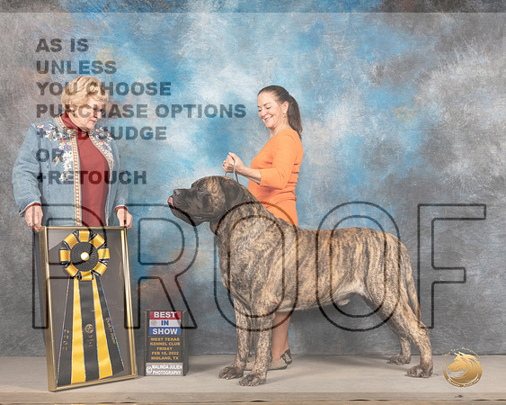 Mastiff #5 Fri BIS Judge Judy BrownMMJ_3714_Mdlnd2022_HR3