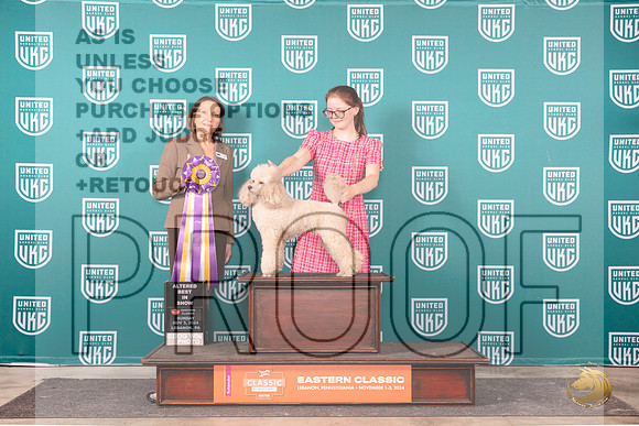 Poodle Miniature #234 Sun ABIS Judge Tina Camp__JP_2543_UKCEastern_2024_HR3