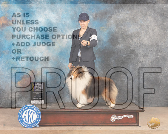 Shetland Sheepdog #19 Sat BOBGCh Judge Pat Trotter-MMJ_3826-Abilene2022-HR3