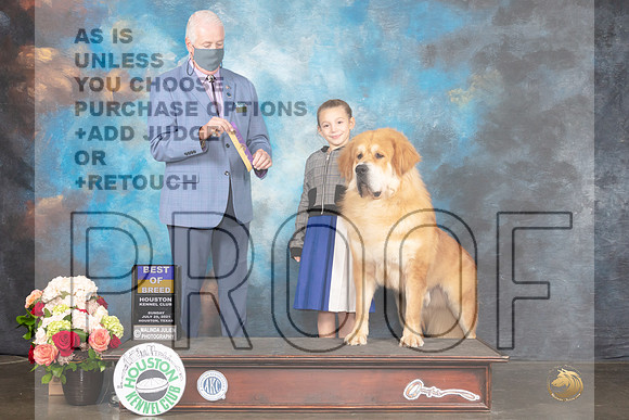 TIbetan Mastiff #5 Sun BOB Judge Steve Keating-MMJ_2022e-Hstn2021_HR3