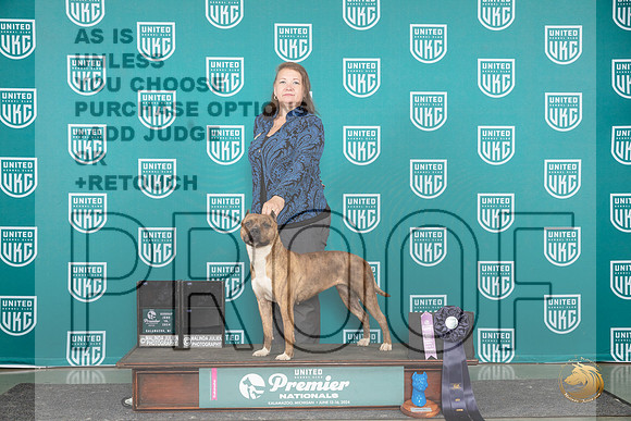 American Pit Bull Terrier #1079__JP_2900_Premier_2024_HR3
