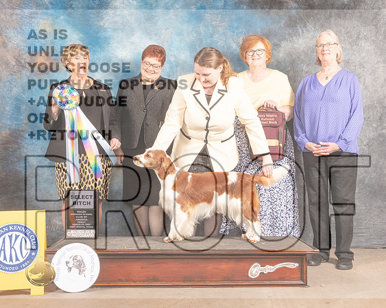 Welsh Springer Spaniel #12 Fri SB Judge Peggy Beisel McIlwainer-MMJ_7789-FW2022-HR3