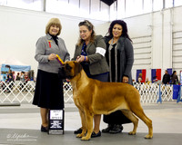 Mastiff #8 Sun BOB Sanchez Joe & Carla & Alex J Sanchez Judge Linda Robey