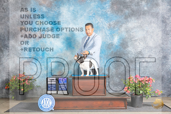 French Bulldog #9 WDBOWCH Fri Christie Martinez__JP_3921_San Antonio_2024_HR3
