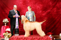Afghan Hound Sat S1 BIMBS Lynda Hicks Toni King Judge John Booth reshoot