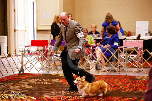 _JJ_0466-HstnCorgiFeb2015-HR3