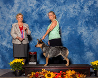 Australian Cattle Dogs #6 Sun BOS Dykes Kristy Dawn Judge Mrs Rita Holloway