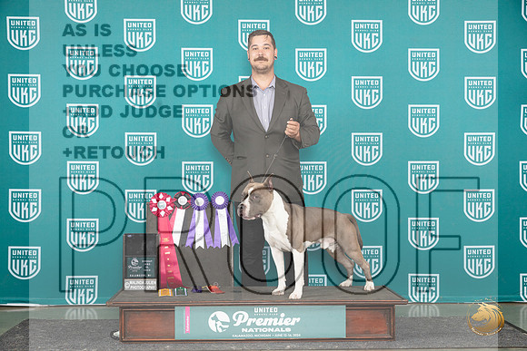 American Pit Bull Terrier #206 Card__JP_3343_Premier_2024_HR3