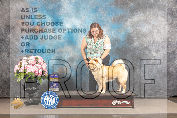 Chow Chow #8 FRI BOB WB Judge Jeffery Bazell_MJ_5450_Houston_2022_HR3