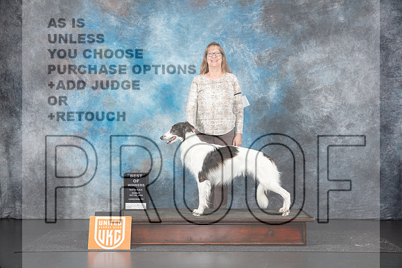 Silken Windhound #160 Sun BOW Judge Sandra Phillips r__JP_1431_UKCLNGVIEWOCT2024_2024_HR3