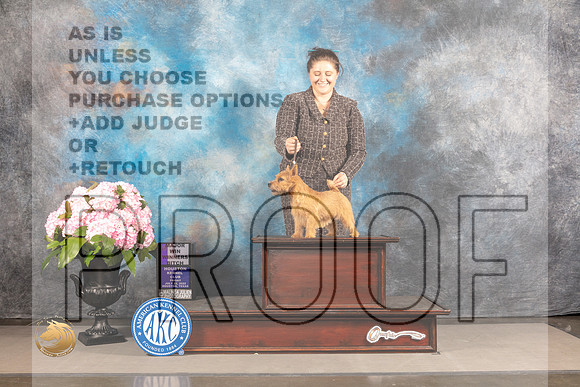 Norwich Terrier #14 FRI WB Major Judge Linda Hurlebaus_MJ_5725_Houston_2022_HR3