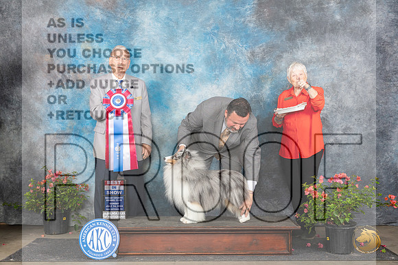Shetland Sheepdog #5 Sun BIS Judge Paul Willhauck__JP_6431_San Antonio_2024_HR3