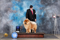 Chow #5 Sat G1 Judge Pat Trotter