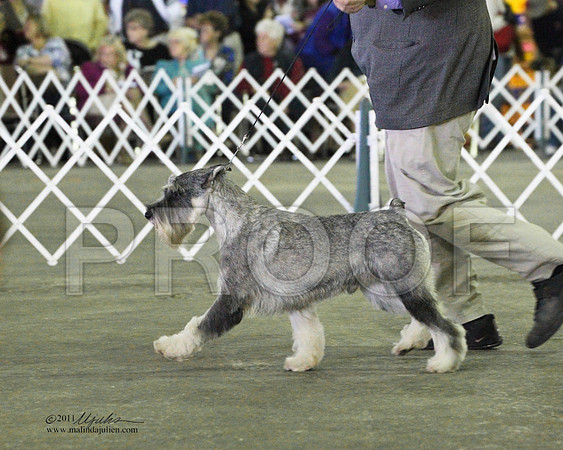 Standard Schnauzer - 0006-4