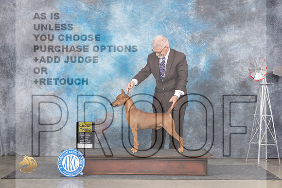 German Pinscher #7 Fri G3 Judge Pat Trotter__JP_5421_Amarillo_2024_HR3