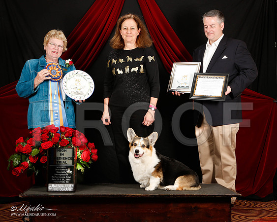 _ST_3367-2-HstnCorgiFeb2015-HR3