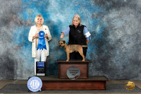 Border Terrier #5 Mon G1  Judge Debra Thornton