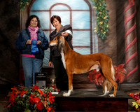 Saluki #106 Sat S1 G1 New Ch Jeanette Davilla Judge Dot Jacobs 8x10 PD ship