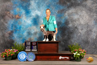 Chinese Crested #22 Sun BOB Judge Allen Odom