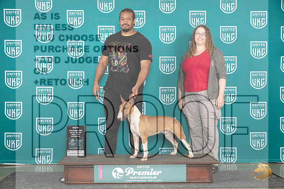 Bull Terrier #1414 Sat BOWCH Judge Carianna Glenn__JP_3285_Premier_2024_HR3