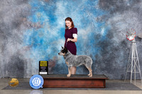 Australian Cattle Dog #5 Fri OHBOBOHG3 Judge Denise Dean