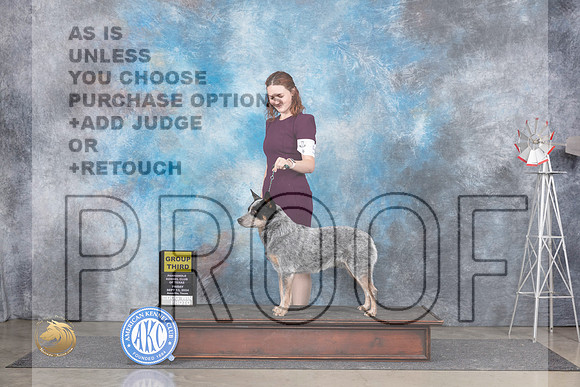 Australian Cattle Dog #5 Fri OHBOBOHG3 Judge Denise Dean__JP_5557_Amarillo_2024_HR3