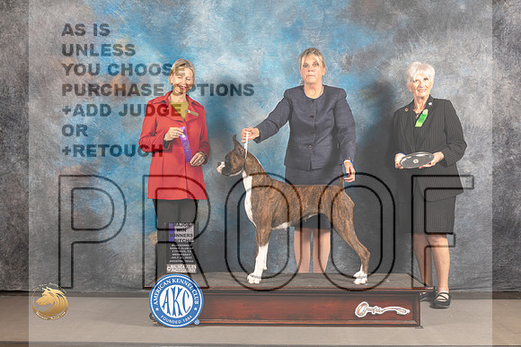 Boxer #72 Wed WB Judge Patricia Sosa_MJ_2864_Houston_2022_HR3