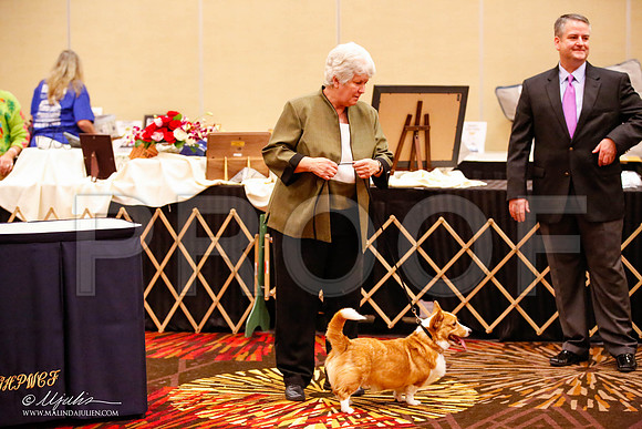 _JJ_0983-HstnCorgiFeb2015-HR3