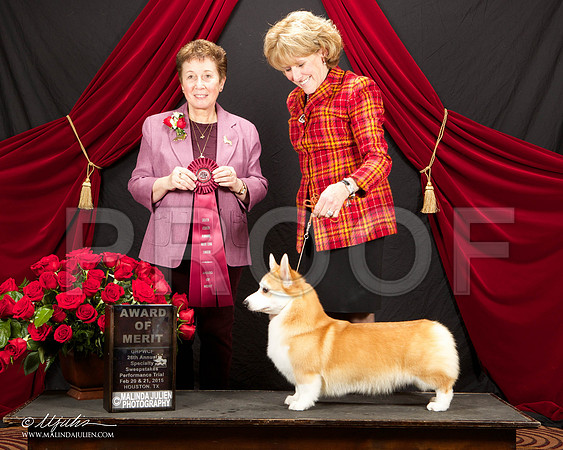 _ST_3435-HstnCorgiFeb2015-HR3