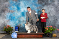 Shetland Sheepdog #5 Sun G1 Judge Wendy G Willhauck
