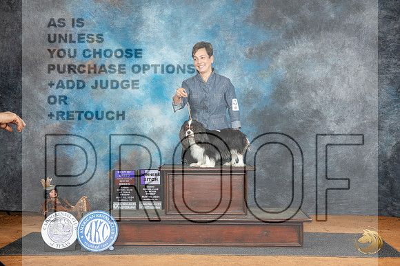 Cavalier King Charles Spaniel #14 Fri BOBOHBOBWB Judge Tim Robbins r__JP_7609_MARSHALL_2024_HR3