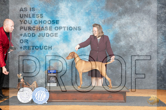 Vizsla #8 Sat BOW Judge Lisa Graser__JP_7574_MARSHALL_2024_HR3