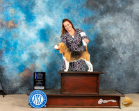 Beagle 15" Fri BOWMCh Judge Gloria Kerr
