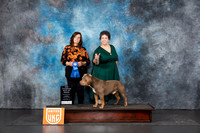 American Bully #312 G1 Judge Sandra Phillips