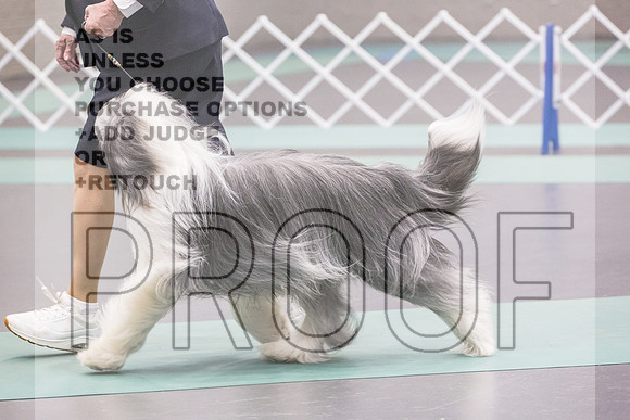 Bearded Collie Sat Rings_JJL_9239_UKCLNGVIEWOCT2024_2024_HR3