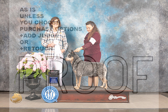 Australian Cattle Dog #7 Sat G4 Judge Carrie Chase_MJ_7069_Houston_2022_HR3